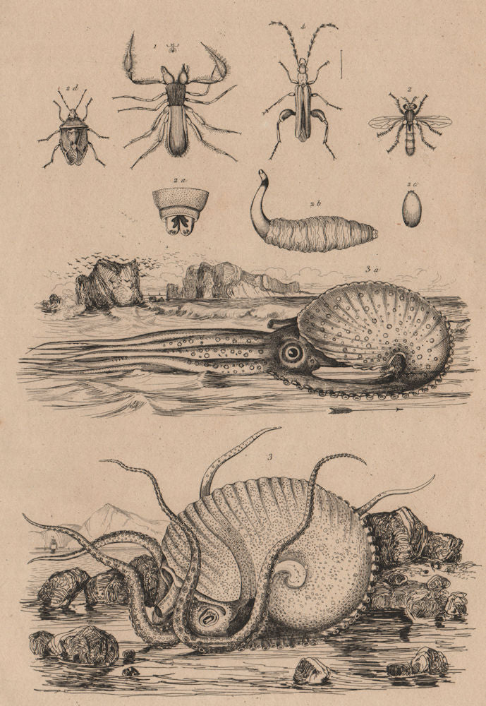 Obisie Scorpion. Ocyptera brassicaria. Nautilus. Thick-Legged Flower Beetle 1834